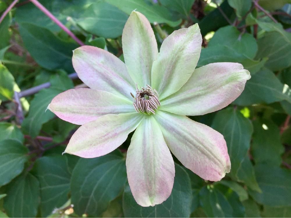 クレマチス・フロリダ　薄桃色の花