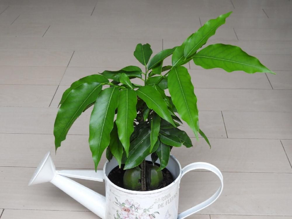 オーストラリアンビーンズ(ジャックと豆の木)　じょうろ　株