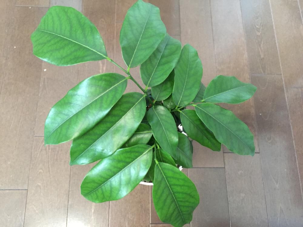 オーストラリアンビーンズ(ジャックと豆の木)　鉢植え　葉