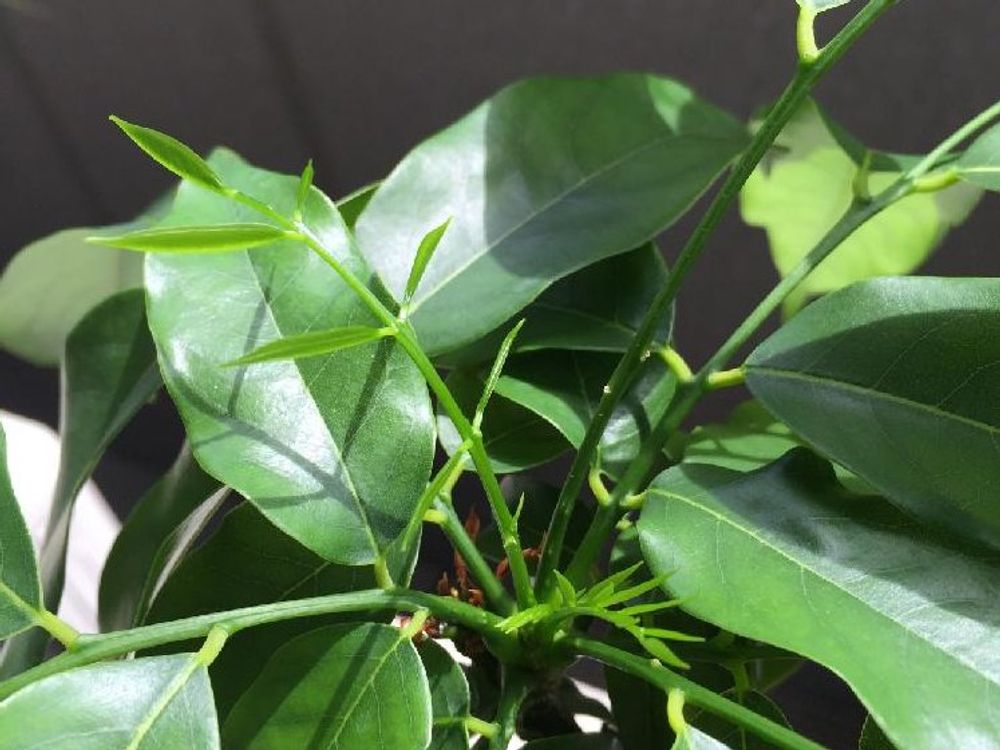 オーストラリアンビーンズ(ジャックと豆の木)　葉　日光