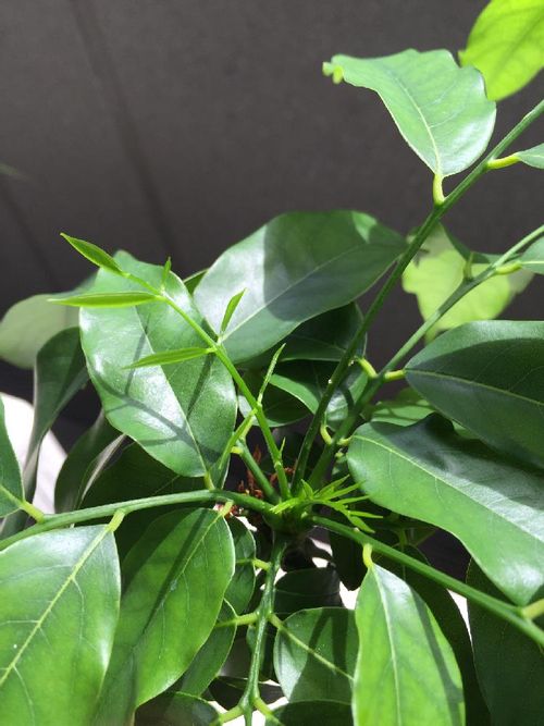 オーストラリアンビーンズ ジャックと豆の木 の育て方 種まき時期は Greensnap グリーンスナップ