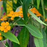 ユーフォルビア・フルゲンスの育て方｜うまく育てるコツとは？の画像