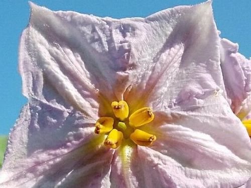 米ナスの育て方 収穫時期は プランター栽培はむずかしい Greensnap グリーンスナップ