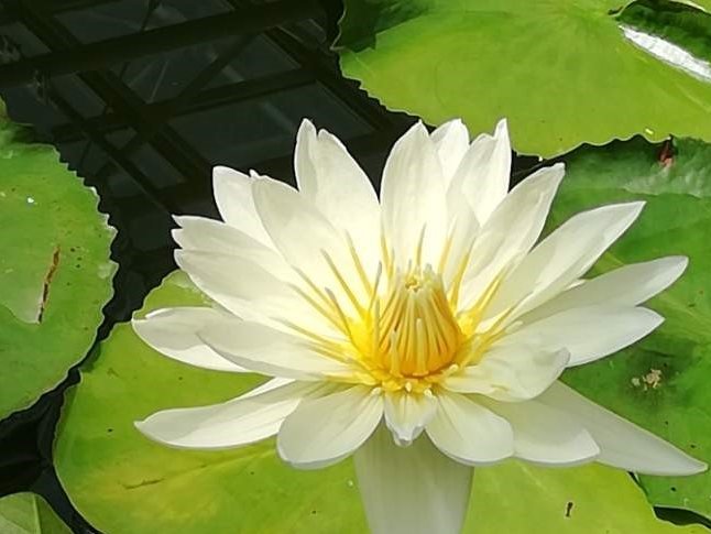 睡蓮(スイレン)　白い花