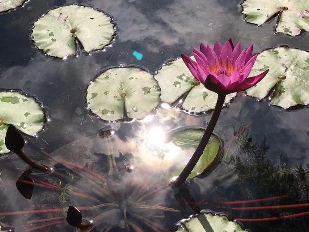 スイレン　photo by　Miho