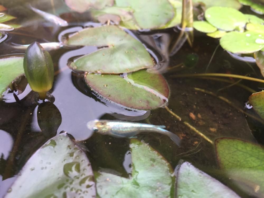 スイレン(睡蓮)　葉　水面