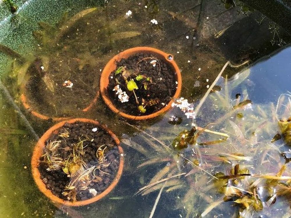 スイレン(睡蓮)　鉢植え　水面