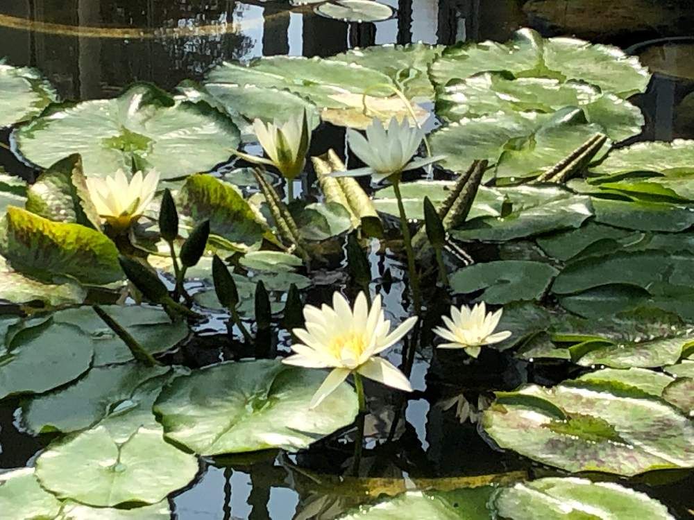 スイレン(睡蓮)　水面　白い花