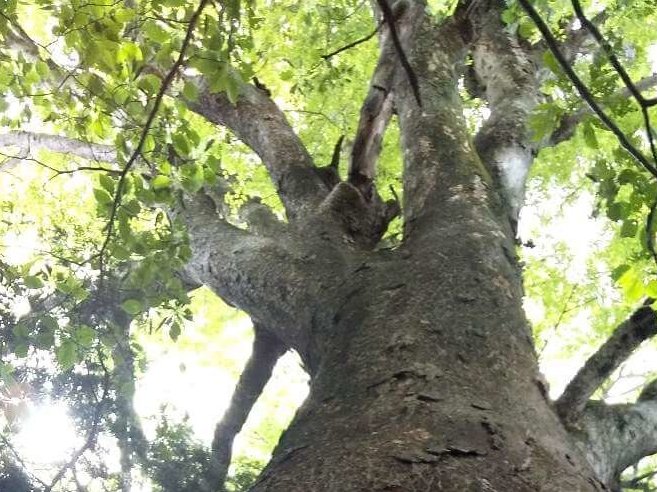 ケヤキ(欅)の育て方｜鉢植えや地植えの仕方は？盆栽として栽培するコツ ...