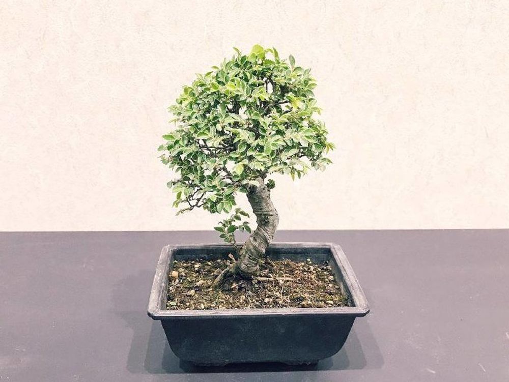 ケヤキ(欅)　鉢植え　株