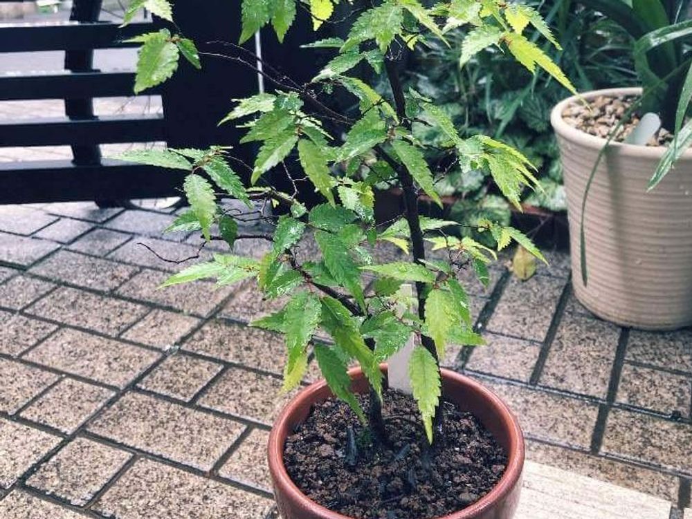 ケヤキ(欅)　鉢植え　葉　水滴