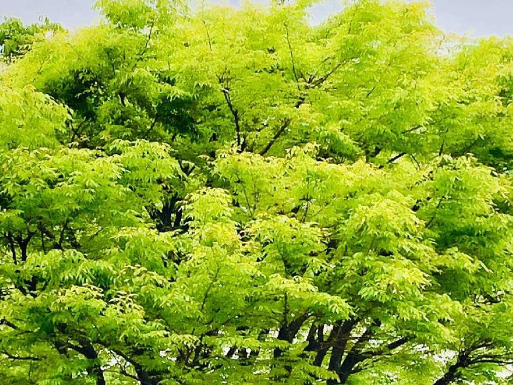 ケヤキ(欅)　生い茂る葉