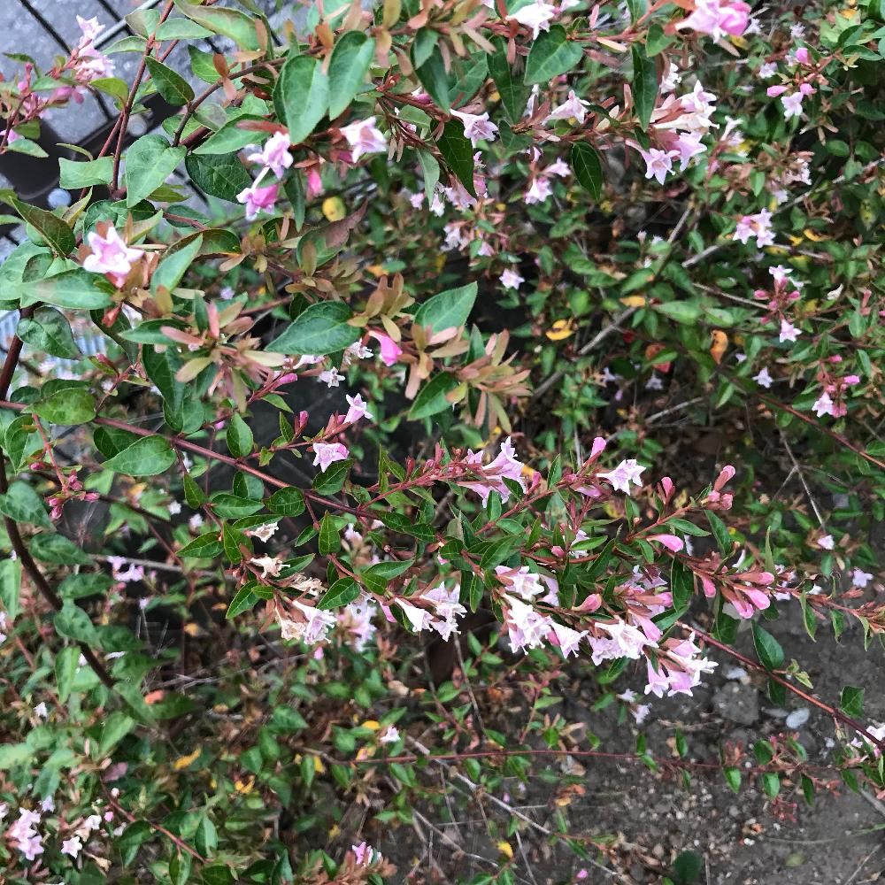 アベリア・エドワードゴーチャー　Photo by ゆっくんさん