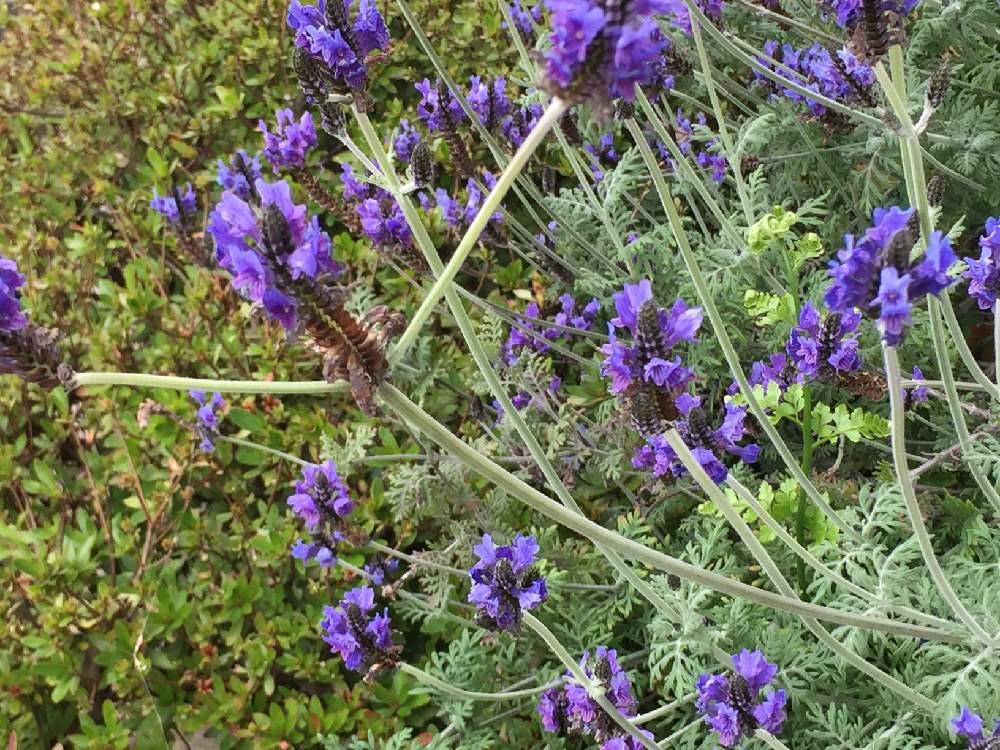 イングリッシュラベンダー　紫色の花