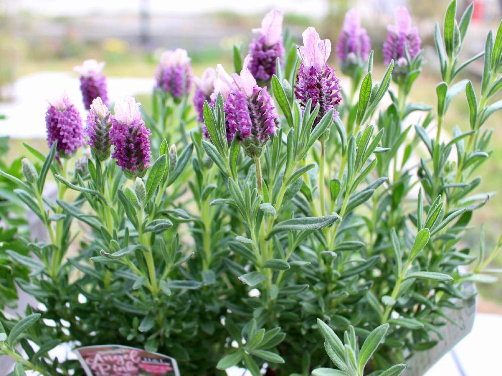 イングリッシュラベンダー　紫色の花　株