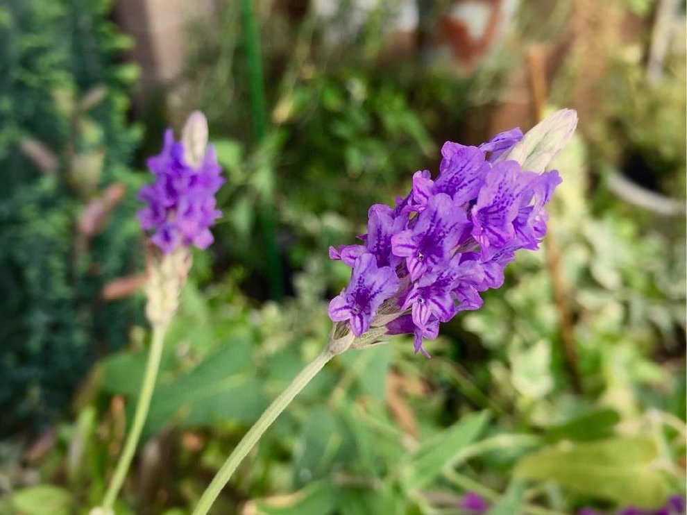 イングリッシュラベンダー　紫色の花