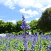 イングリッシュラベンダーの育て方｜剪定や収穫のコツは？室内で鉢植えもOK？の画像