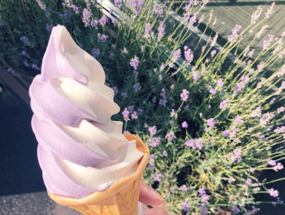 イングリッシュラベンダー　紫色の花　地植え
