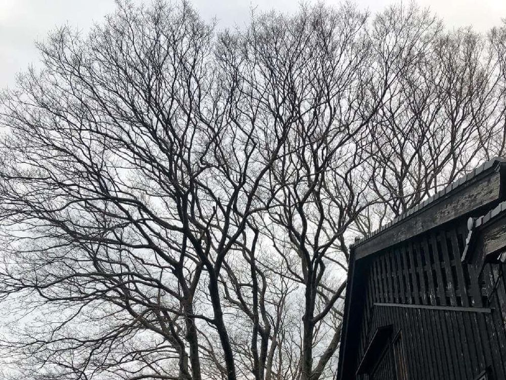 ケヤキ(欅)　木