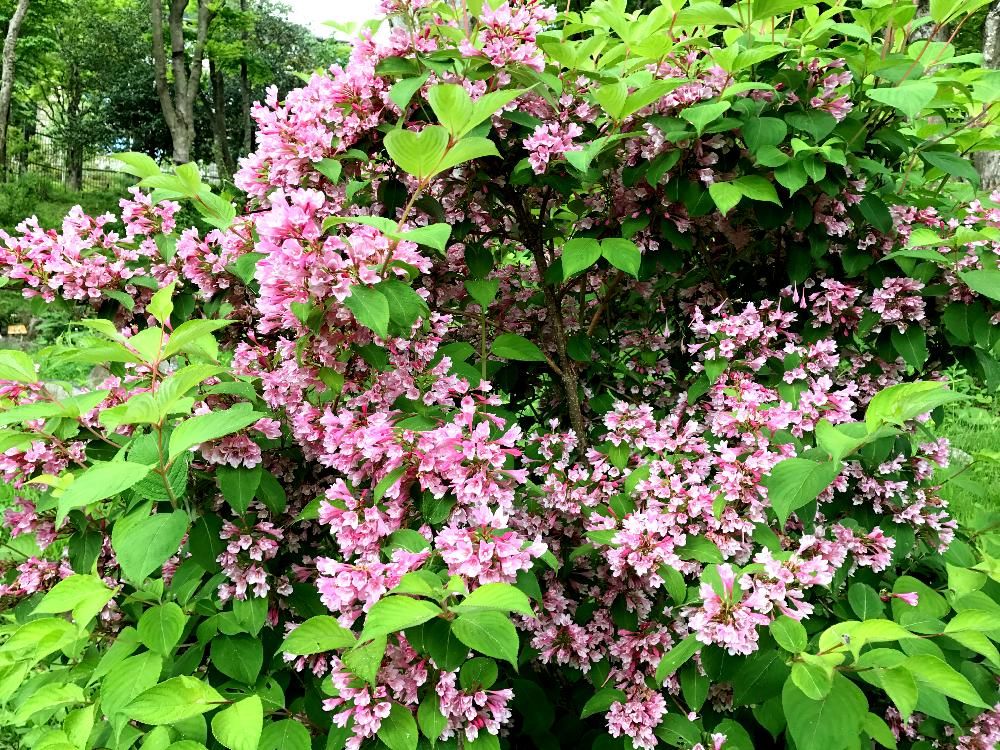 アベリア・エドワードゴーチャー　Photo by 智さん