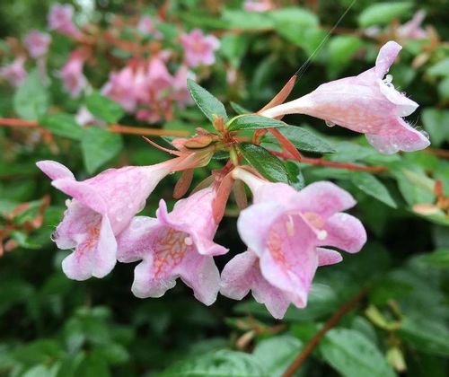 7月の誕生花 日別の花一覧と花言葉は 7月生まれの人に贈ろう Greensnap グリーンスナップ