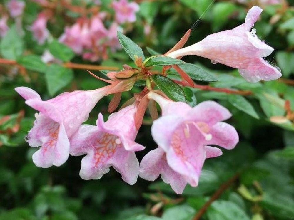 アベリア・エドワードゴーチャー　Photo by オキザックさん