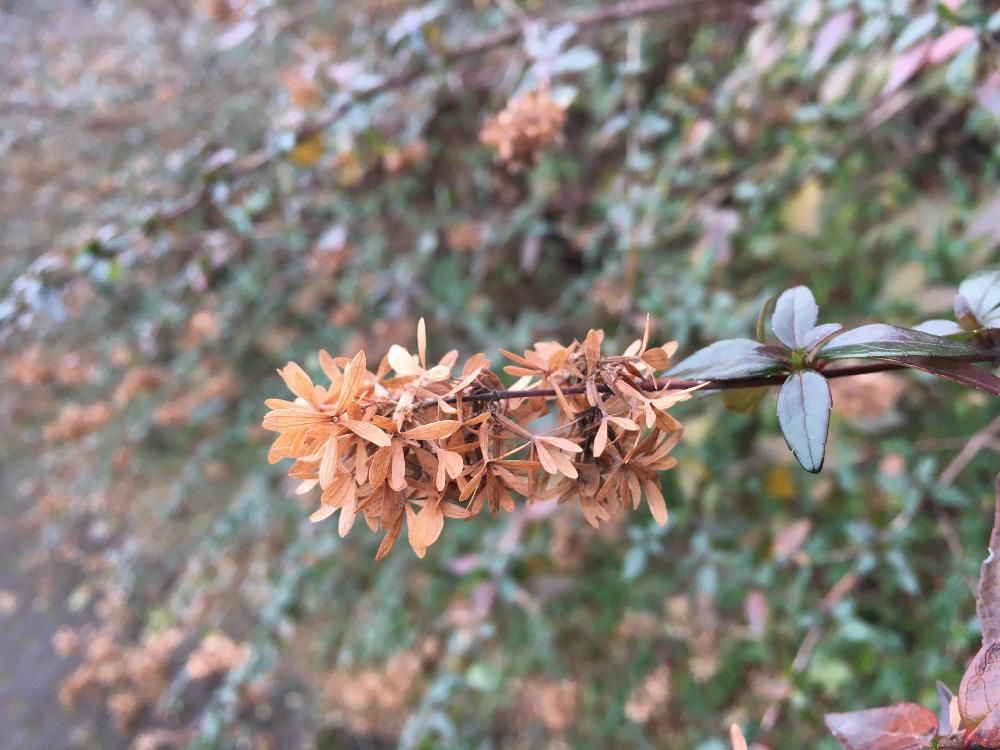 アベリア・エドワードゴーチャー　Photo by いわがすさん