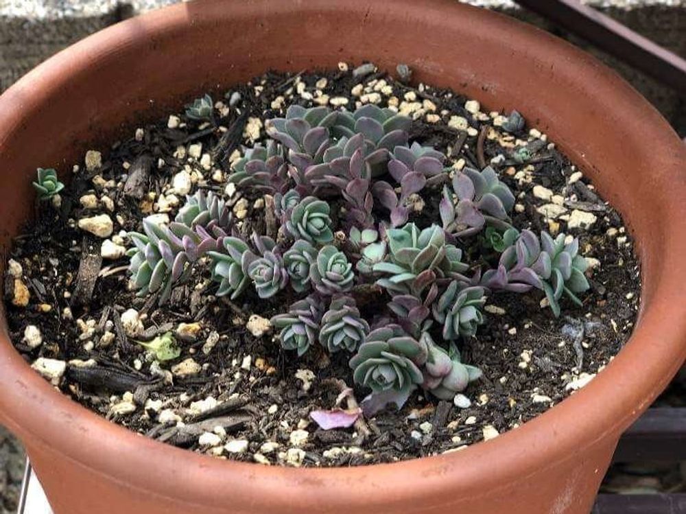 セダム　鉢植え