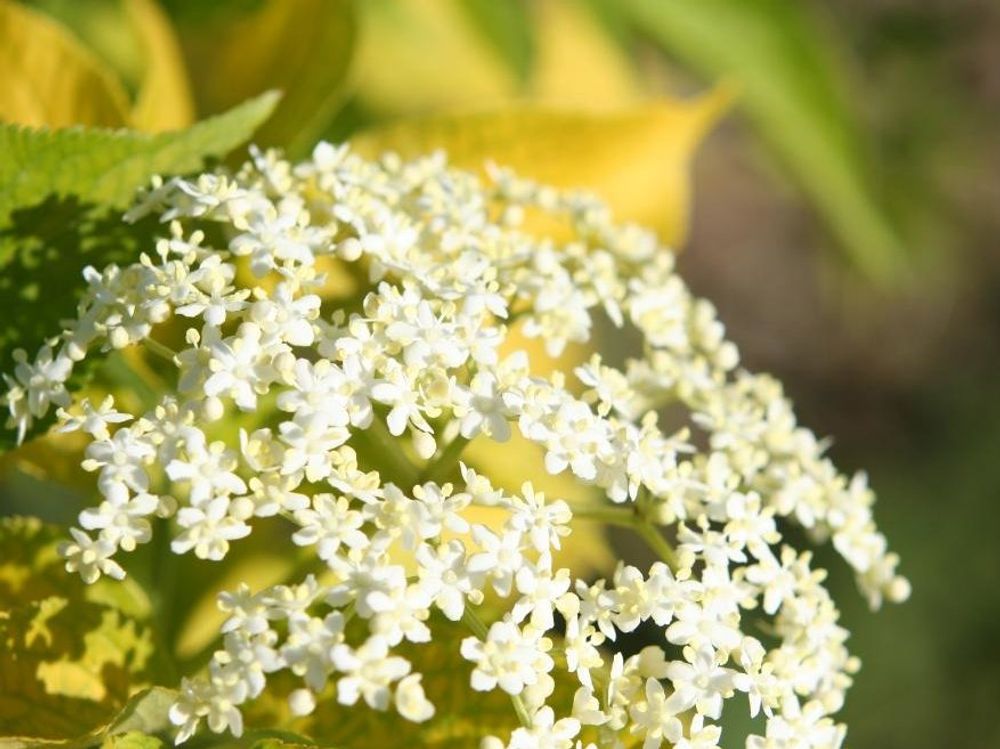 エルダーフラワー(西洋ニワトコ)　白い花