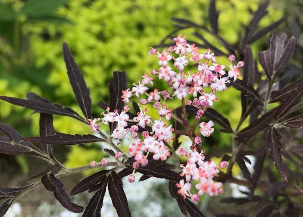 エルダーフラワー(西洋ニワトコ)　赤い花