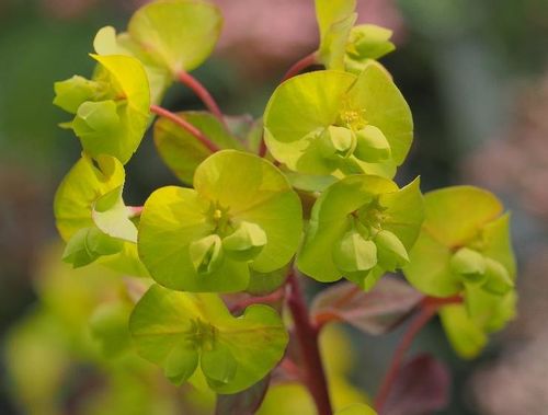 ユーフォルビア アミグダロイデスの育て方 育てる場所や水やりの仕方は Greensnap グリーンスナップ