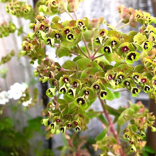 ユーフォルビア アミグダロイデスの育て方 育てる場所や水やりの仕方は Greensnap グリーンスナップ