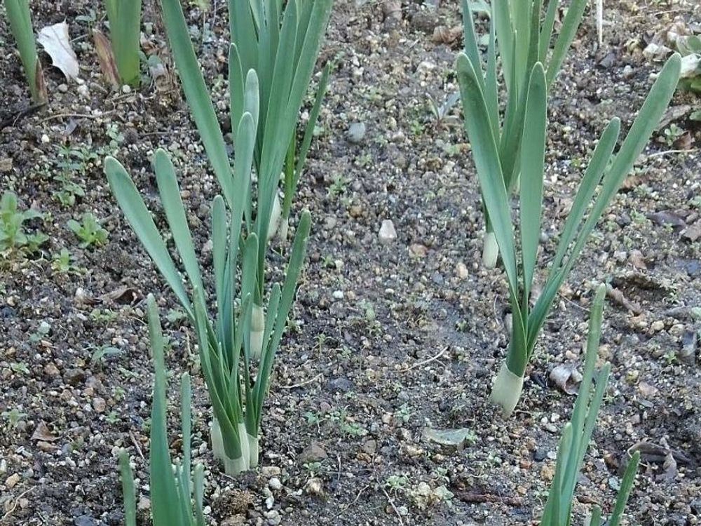 ニホンスイセン(日本水仙)　地植え