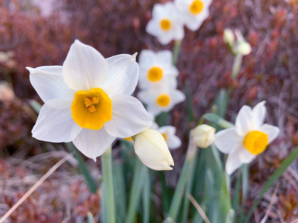 ニホンスイセン(日本水仙)　白い花