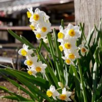 日本水仙の育て方｜球根を植える時期は？開花時期や鉢植え管理を解説の画像