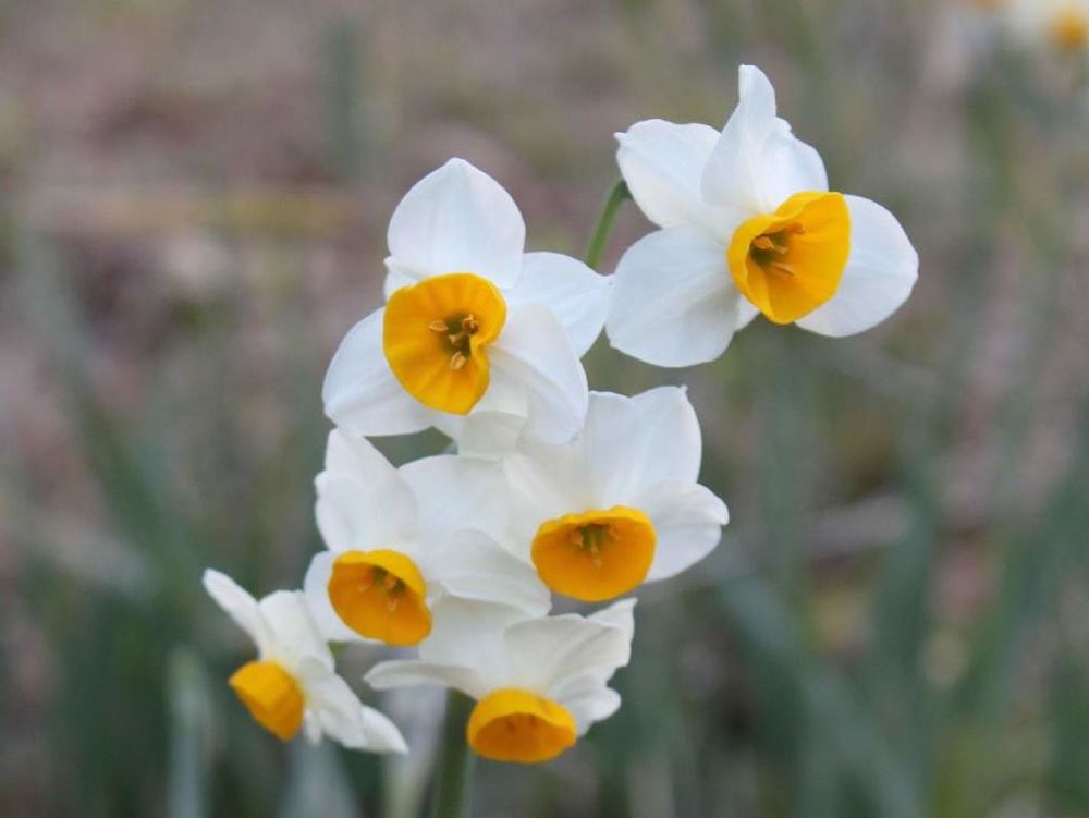 ニホンスイセン(日本水仙)　白い花