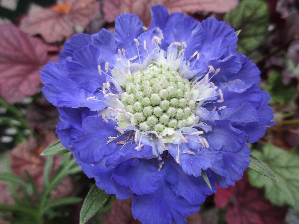 スカビオサ カウカシカ コーカシカ の育て方 植え付けや水やりの仕方は Greensnap グリーンスナップ