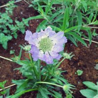 スカビオサ・カウカシカ(コーカシカ)の育て方｜植え付けや水やりの仕方は？の画像
