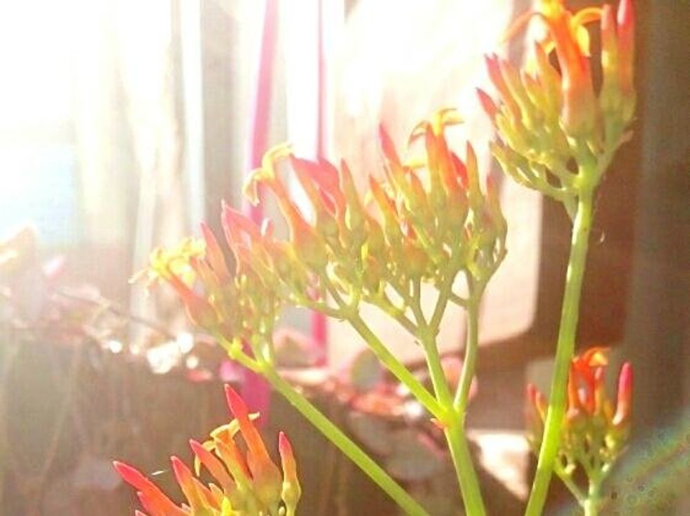 カランコエ・ファリナセア　Photo by みぃぴょさん