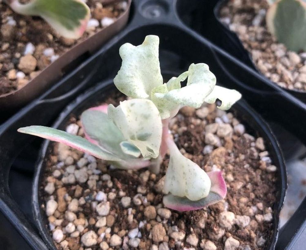 カランコエ・ファリナセア　Photo by izumiさん