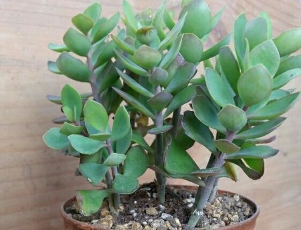 カランコエ・ファリナセア　Photo by みどり家さんさん