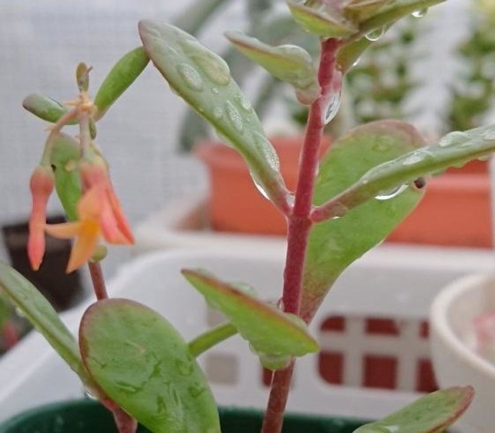 カランコエ・ファリナセア　Photo by miccoさん