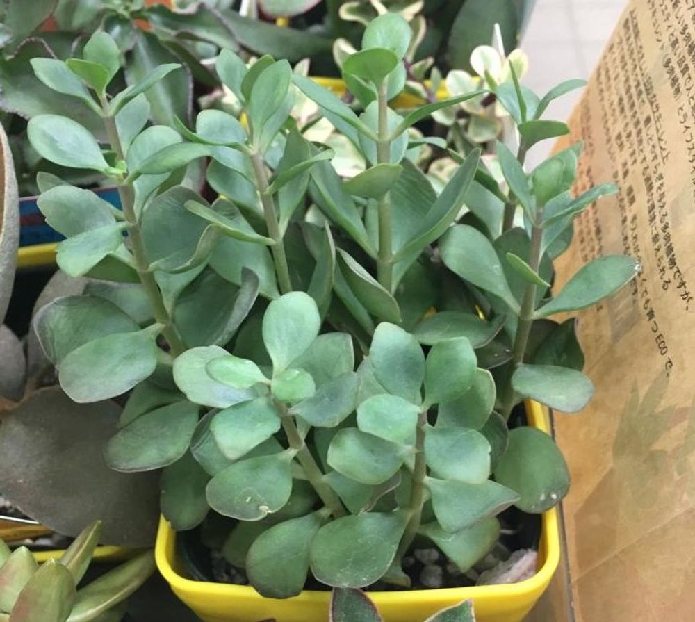 カランコエ・ファリナセア　Photo by Métis (まゆみ）さん