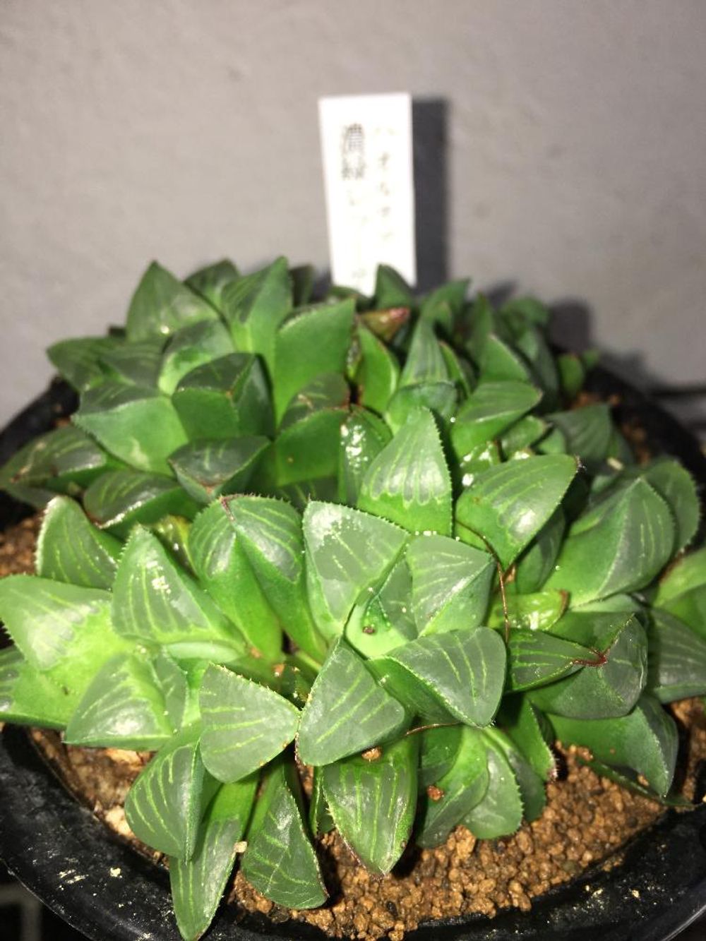 ハオルチア・レツーサ Photo by まるるさん