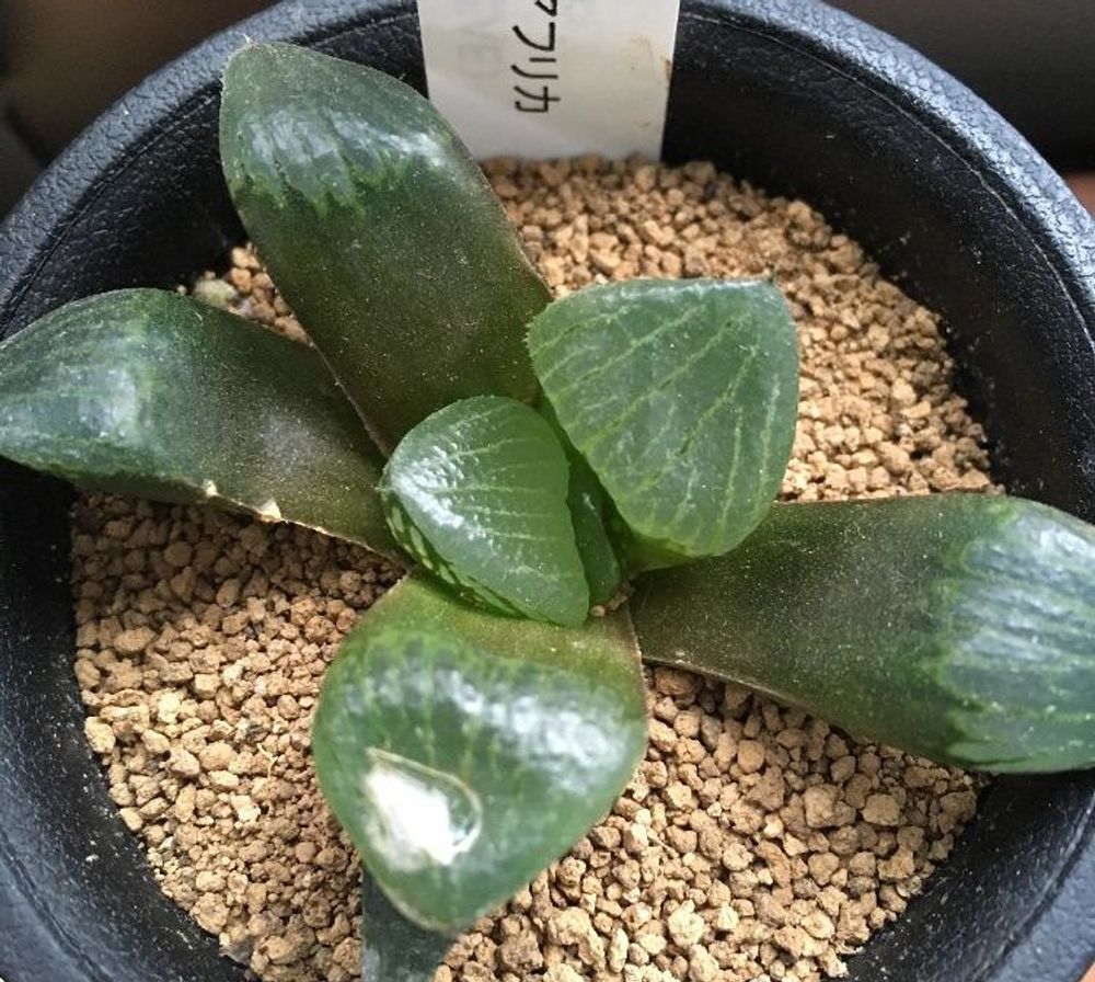 ハオルチア・レツーサ Photo by ツモルチアさん