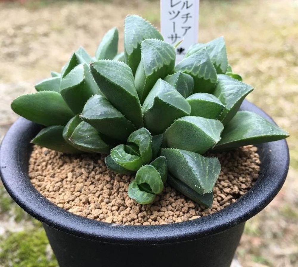 ハオルチア・レツーサ Photo by saboっちさん