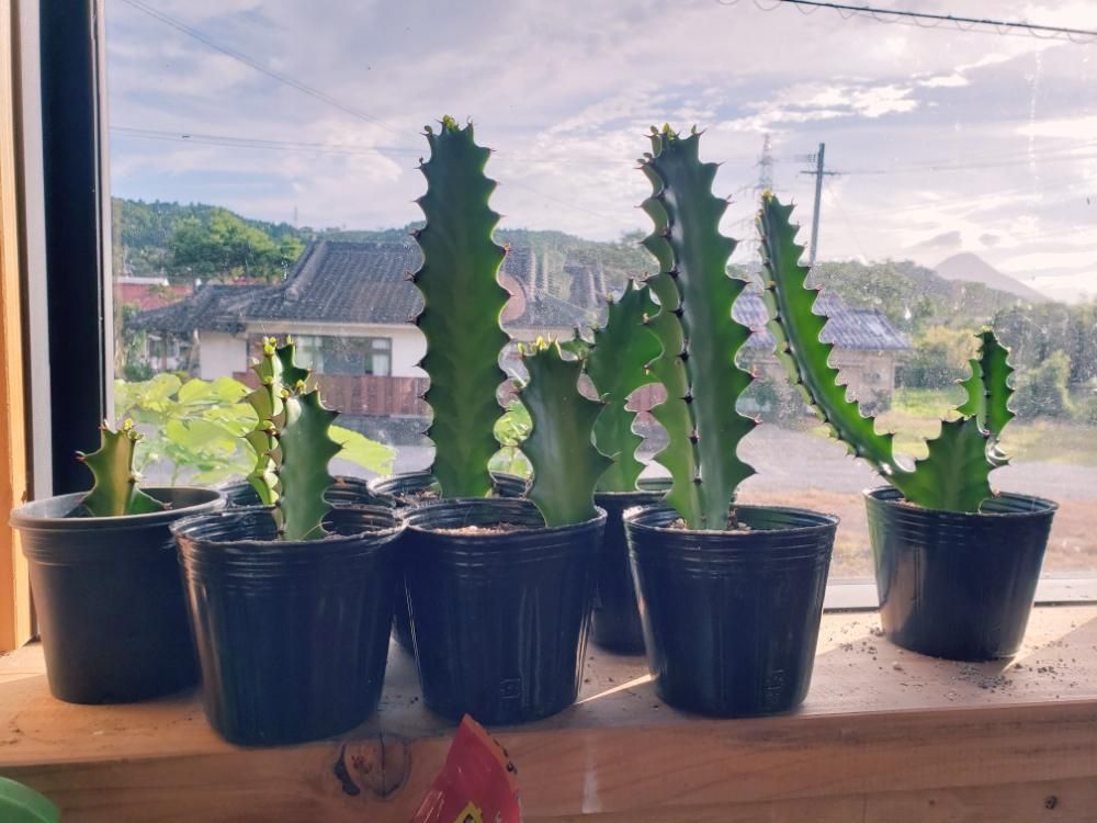 サイウンカク(彩雲閣)　鉢植え　窓際