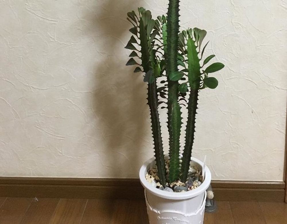 サイウンカク(彩雲閣)　鉢植え　屋内