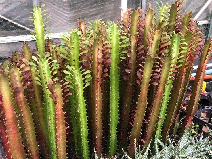 サイウンカク(彩雲閣)の育て方｜置き場所や挿し木の方法は