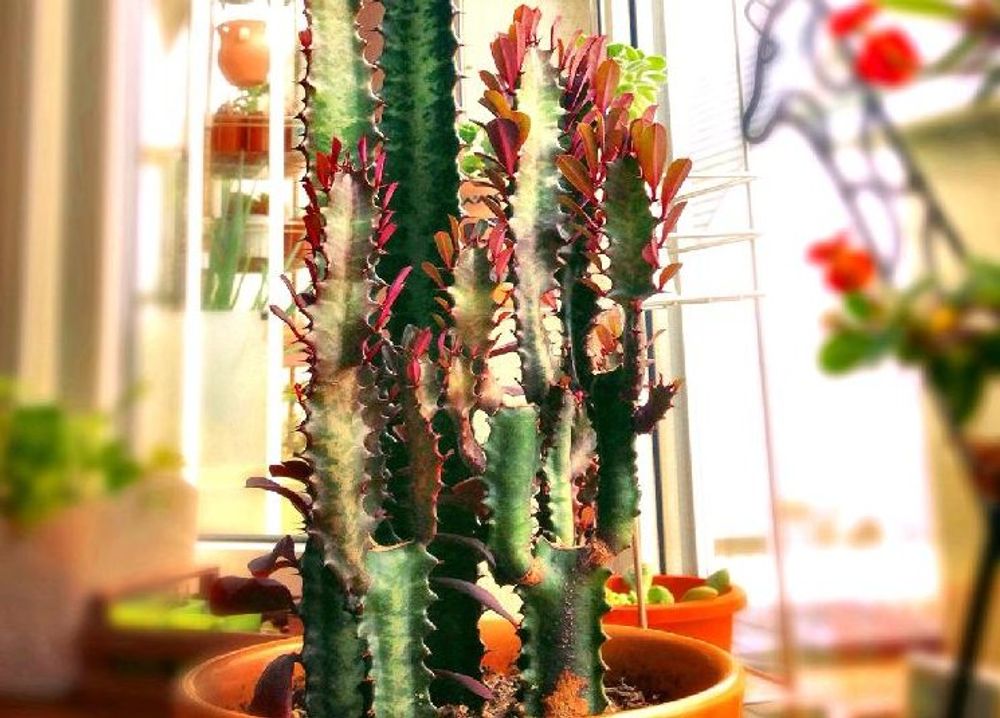 サイウンカク(彩雲閣)　鉢植え